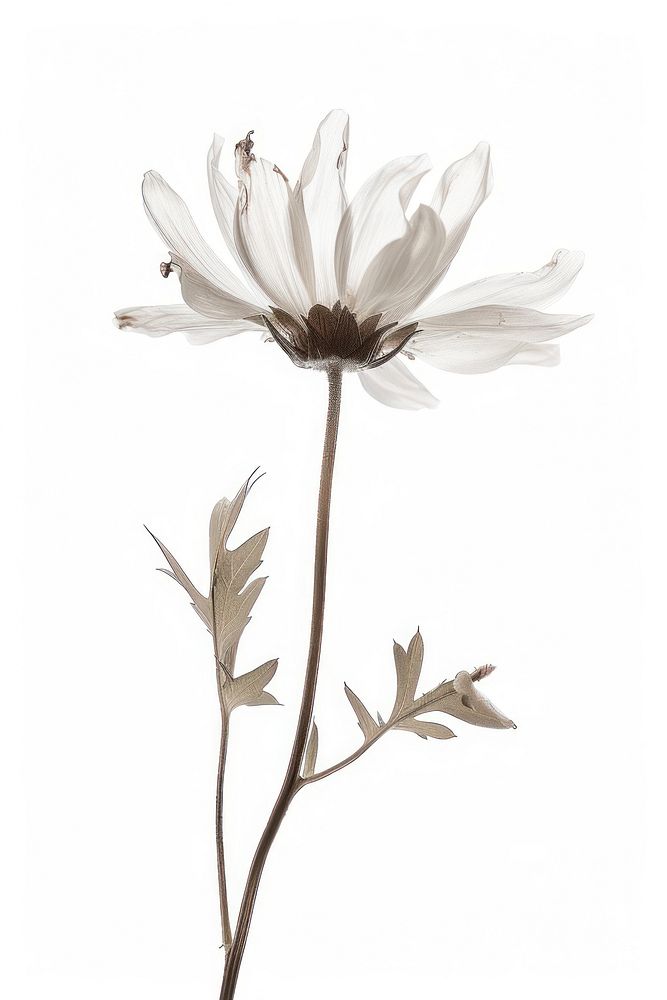Botanical illustration daisy blossom flower petal.