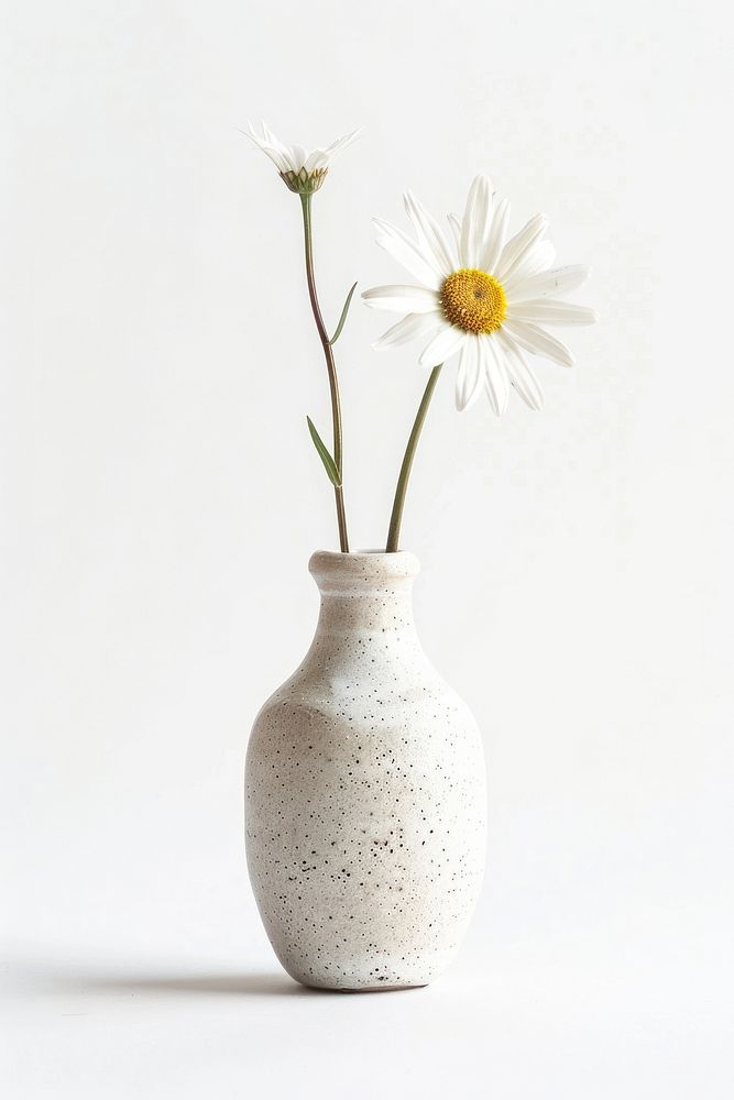Botanical illustration daisy vase plant pottery flower white.