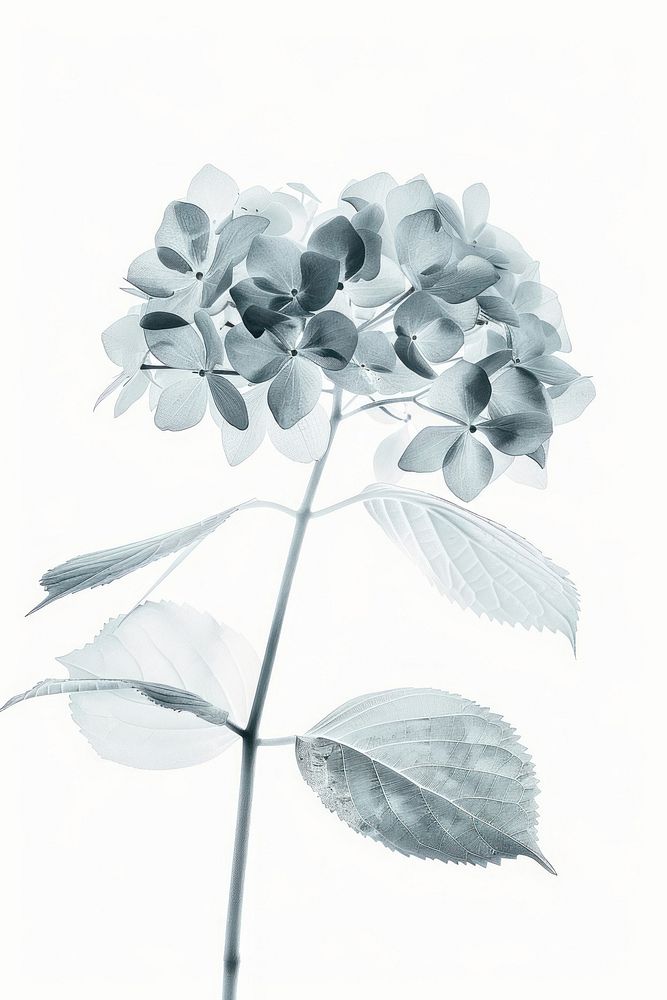Botanical illustration hydrangea drawing flower sketch.