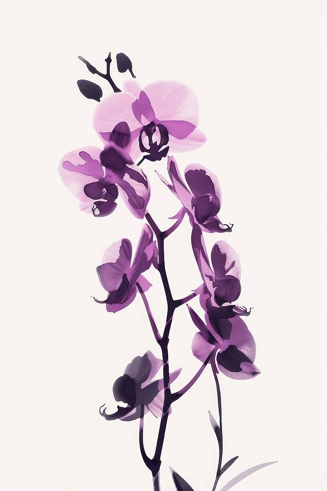 Botanical illustration orchid blossom flower purple.