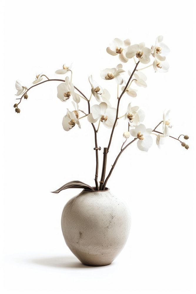 Botanical illustration orchid vase plant blossom flower white.