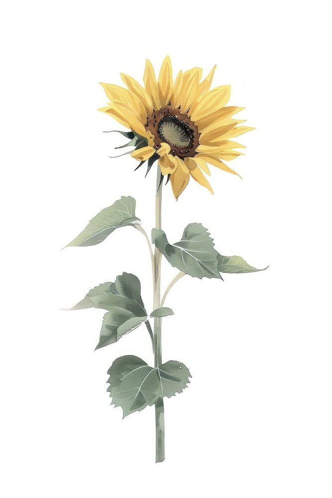 Botanical illustration sunflower plant inflorescence asterales.