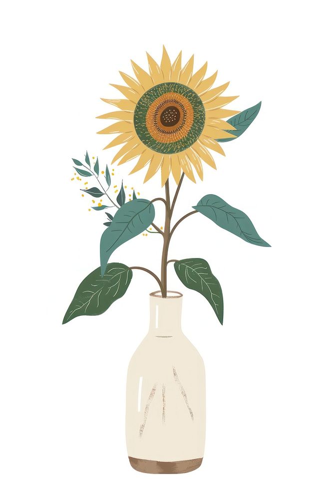 Botanical illustration sunflower vase plant inflorescence asterales fragility.