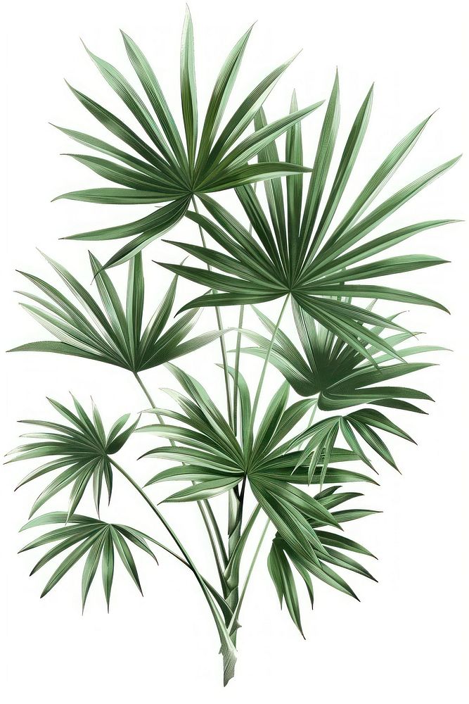 Botanical illustration palm polly plant leaf tree.