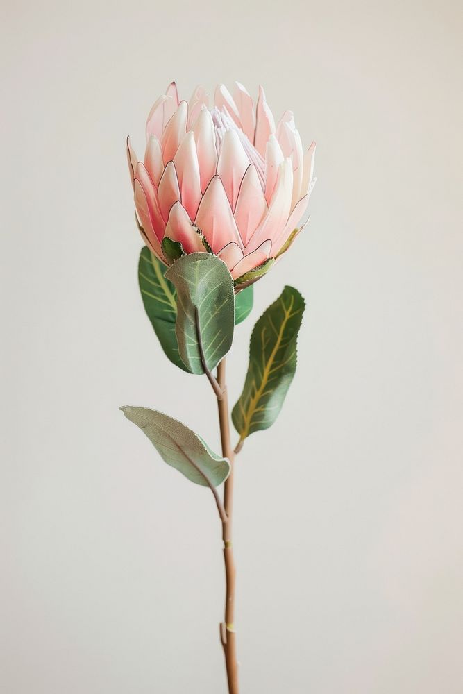 Botanical illustration protea blossom flower petal.