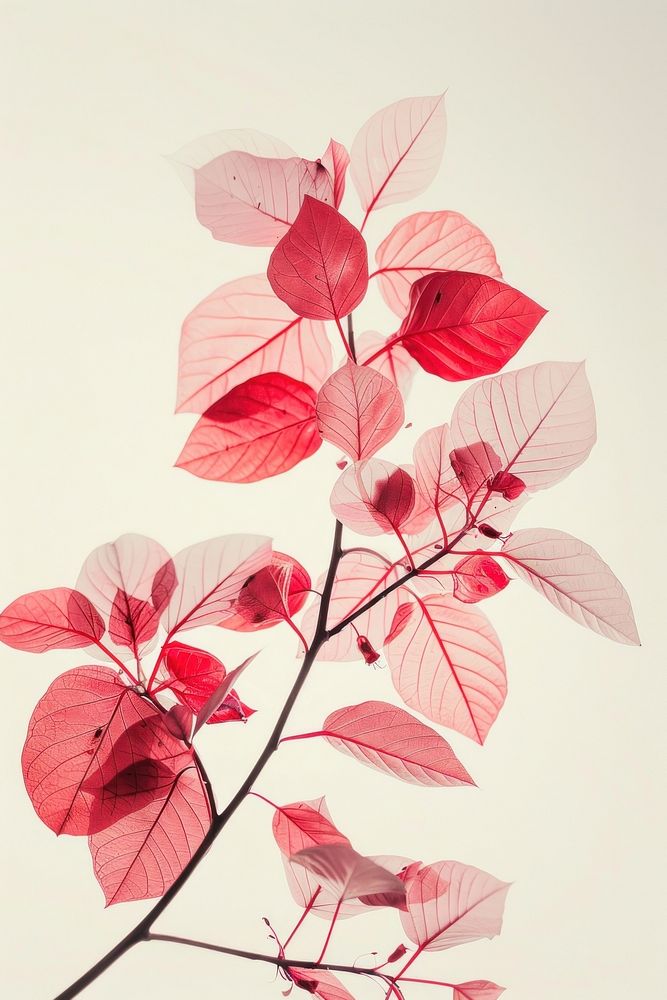 Botanical illustration red hubuscus blossom flower plant.