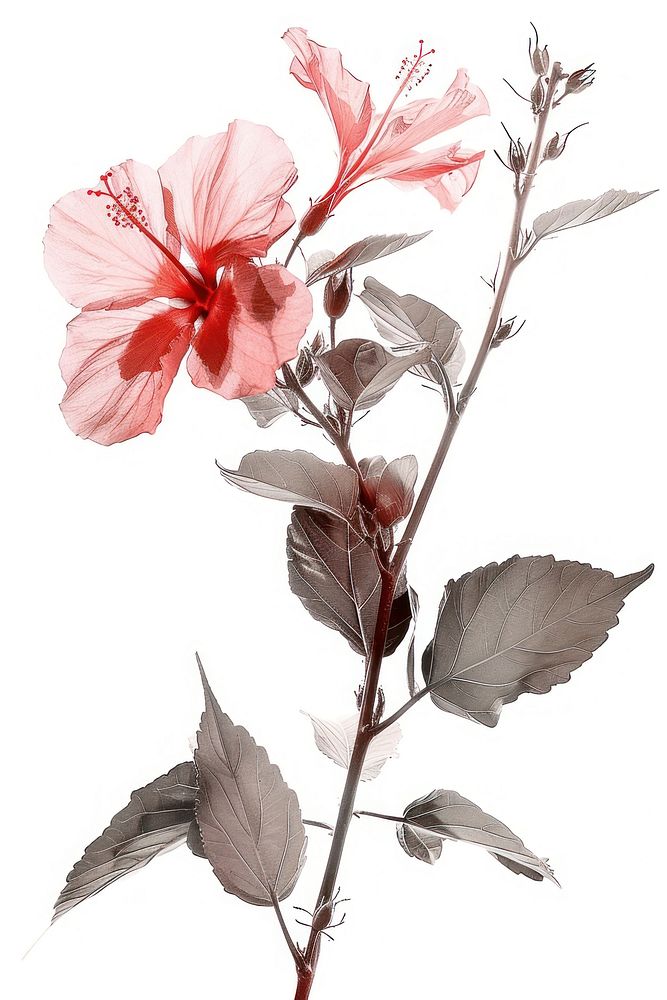 Botanical illustration red hubuscus hibiscus blossom flower.
