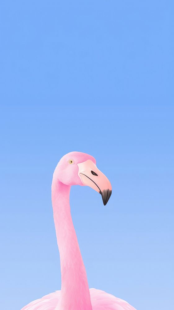 Flamingo selfie cute wallpaper animal bird beak.
