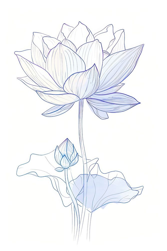 Hand-drawn sketch lotus drawing flower plant.