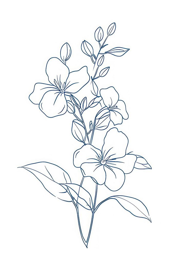 Single line drawing jasmine sketch doodle flower.