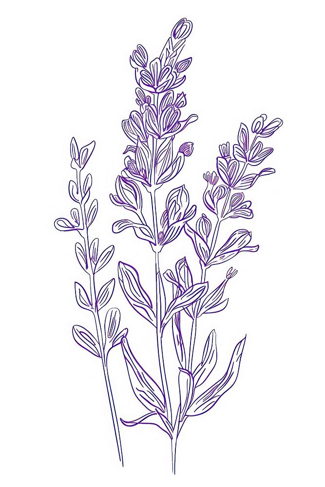 Single line drawing lilac lavender pattern sketch.