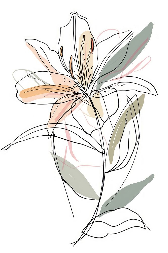 Single line drawing lily pattern flower sketch.