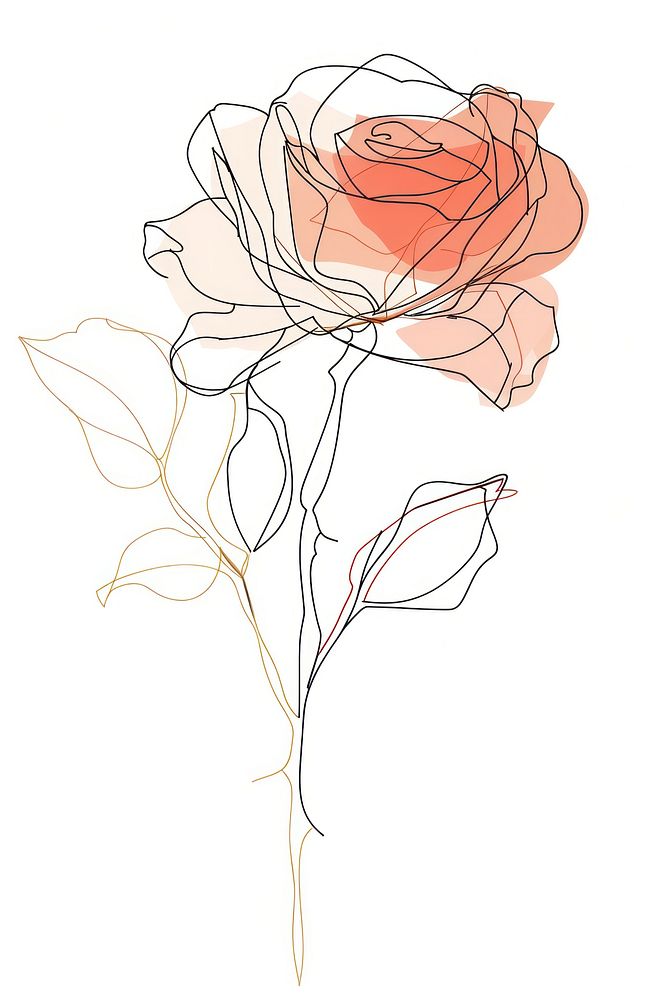 Single line drawing rose flowers art pattern sketch.