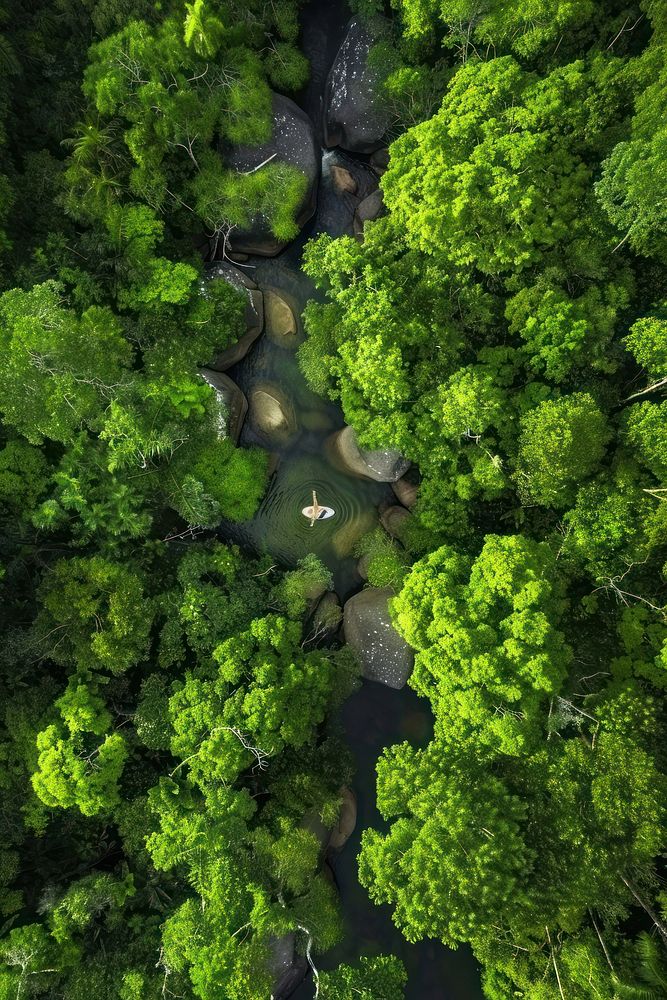 Swimming rainforest tree vegetation.