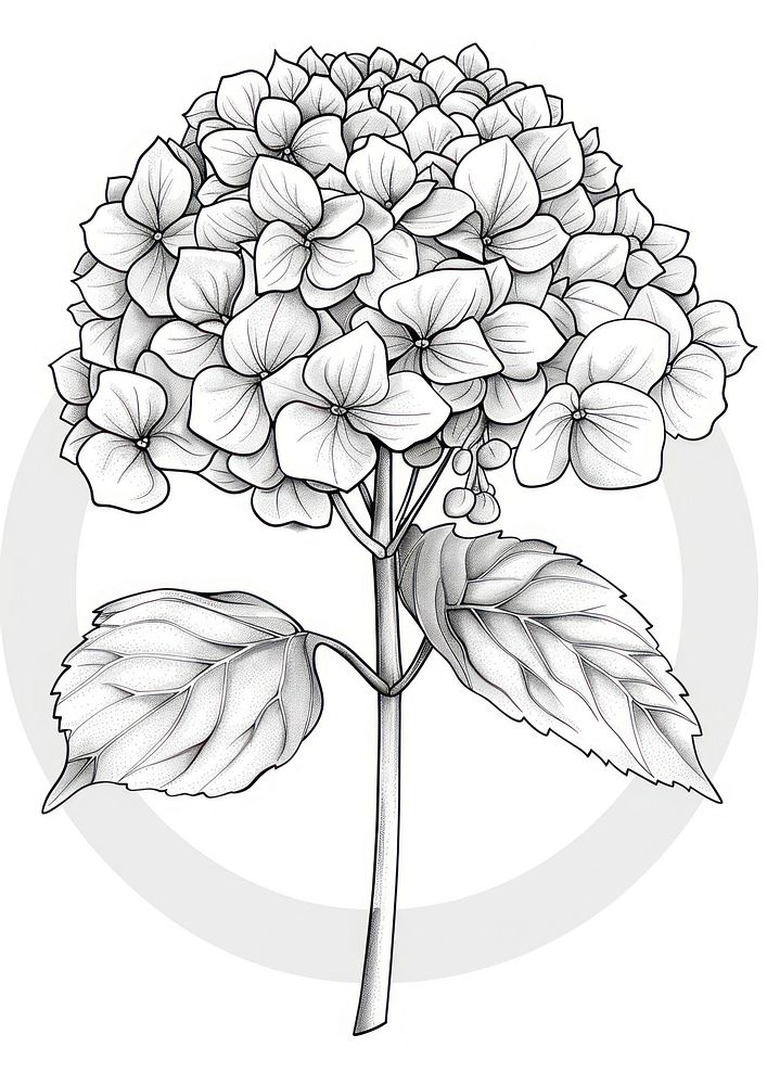 Hydrangea illustrated drawing blossom.