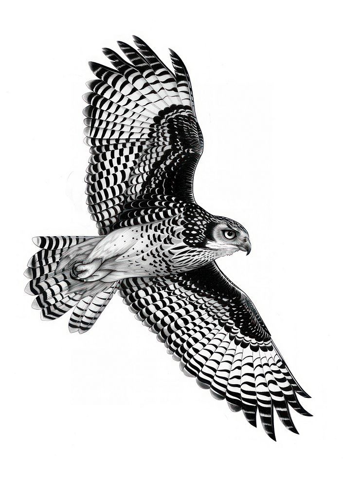 Owl flying accipiter buzzard animal.