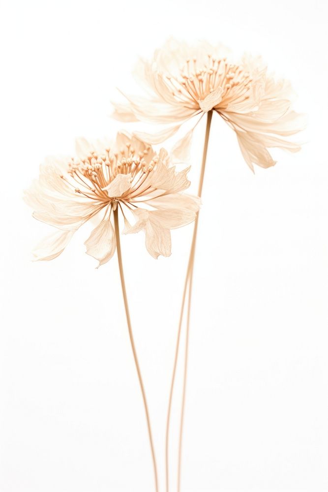 Dried flower asteraceae blossom anemone.