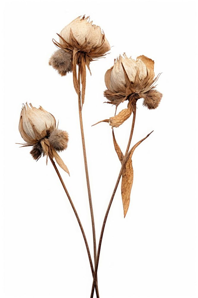 Dried flower asteraceae blossom plant.
