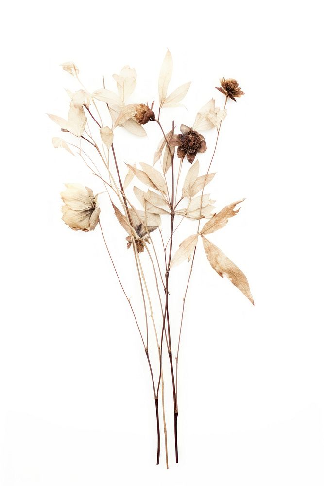 Dried flower painting blossom plant.