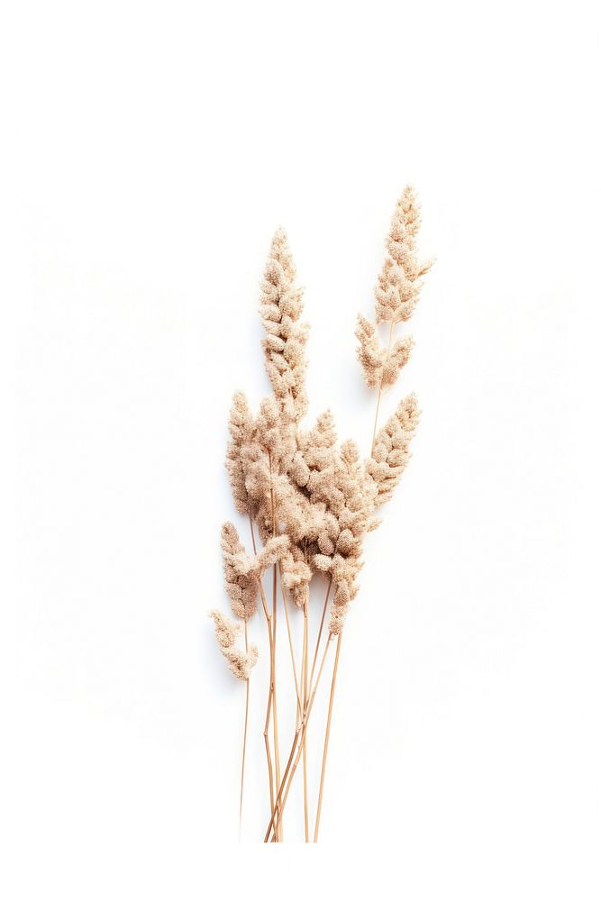 Dried flower produce grass plant.