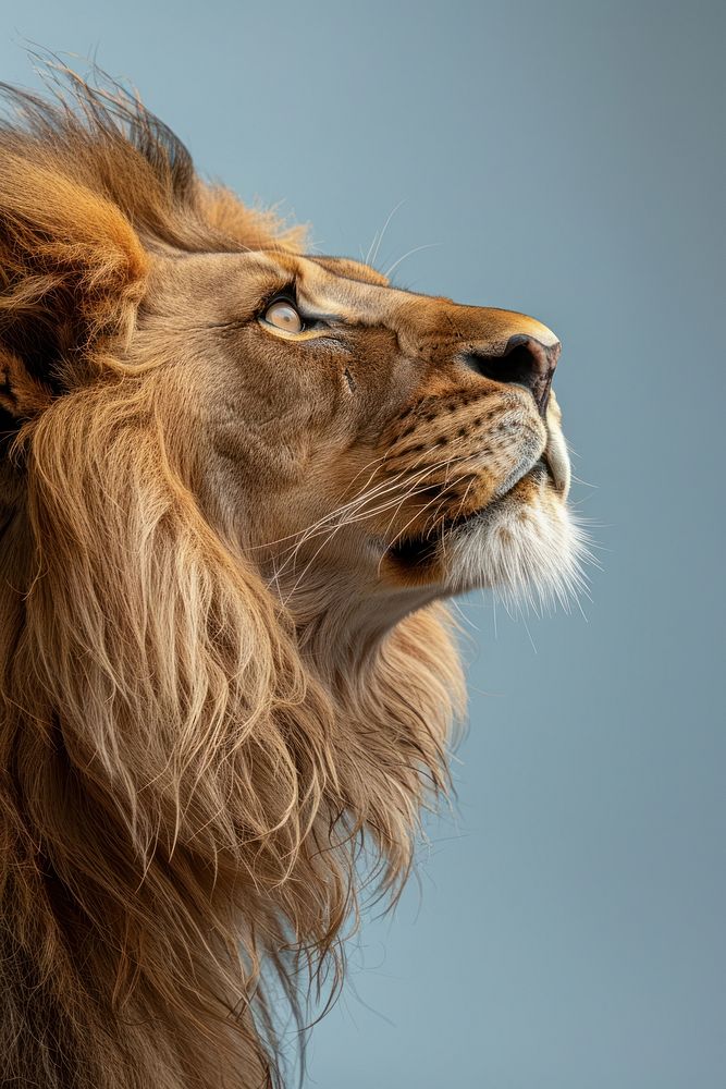 Lion side portrait wildlife animal mammal.