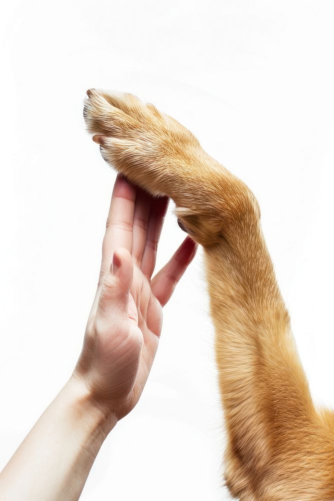 Human and brown Dog hand animal finger.
