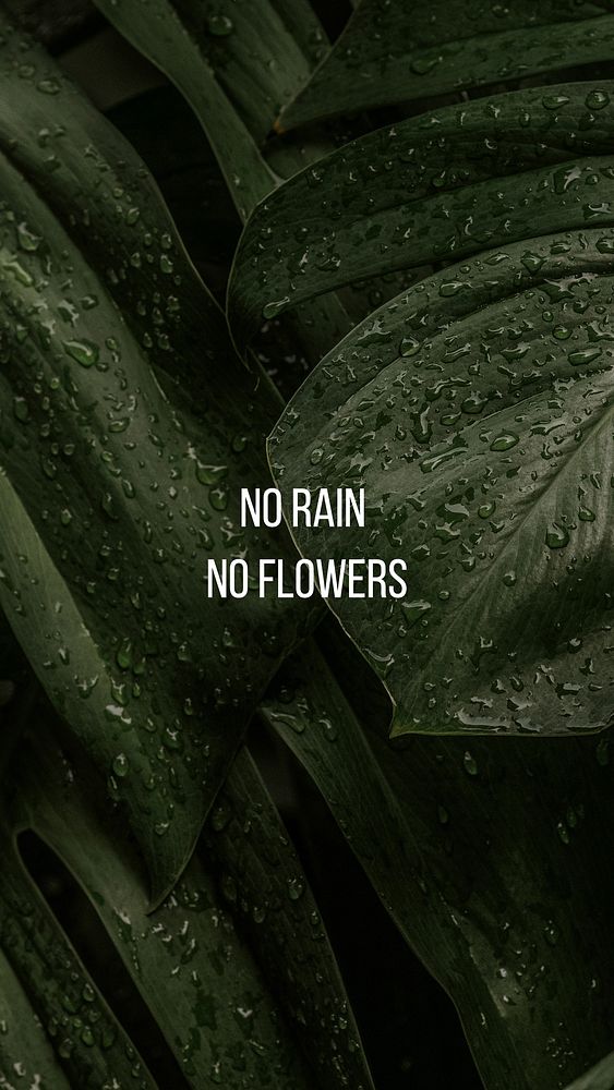 No rain no flowers quote Facebook story template