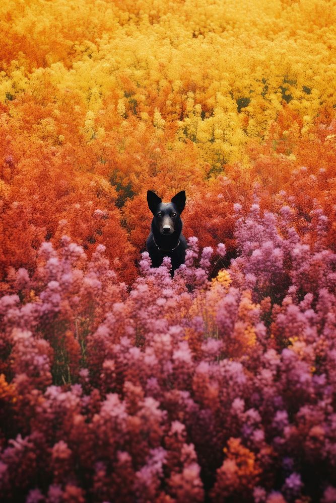 A happy dog landscape flower outdoors.
