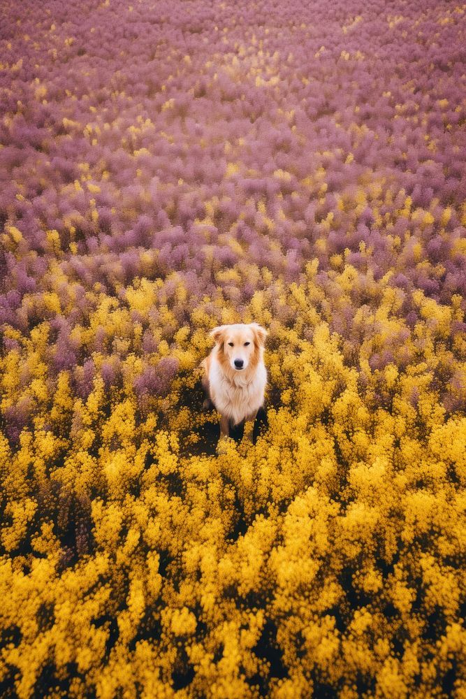 A happy dog flower field land.