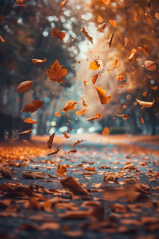 Falling leaves autumn plant light.