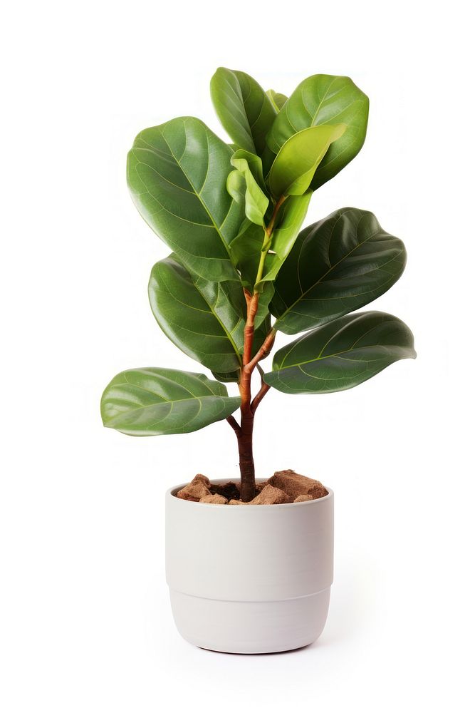 Fiddle fig plant home leaf tree white background.
