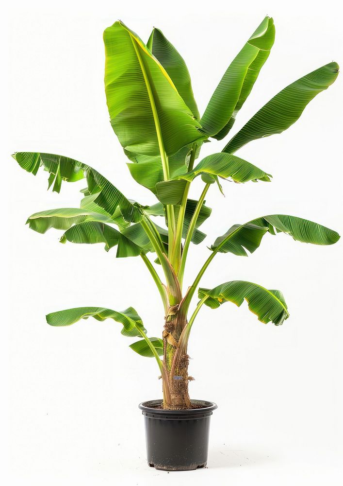 Photo of banana tree arecaceae produce plant.