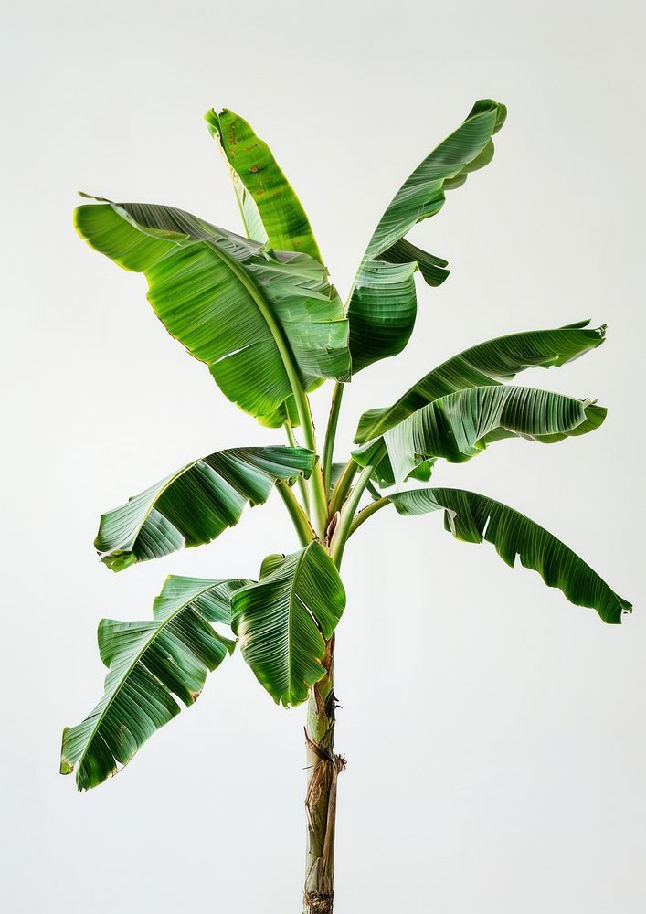 Photo of banana tree produce plant fruit.