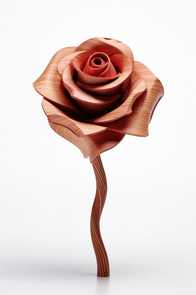Rose flower plant wood.