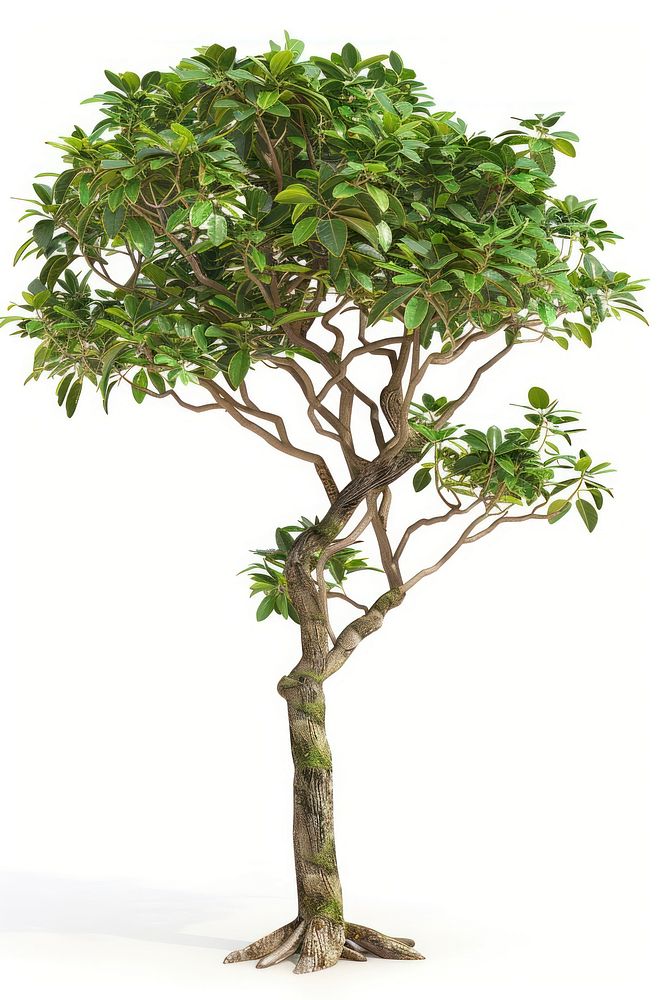 Tropical tree bonsai plant leaf.
