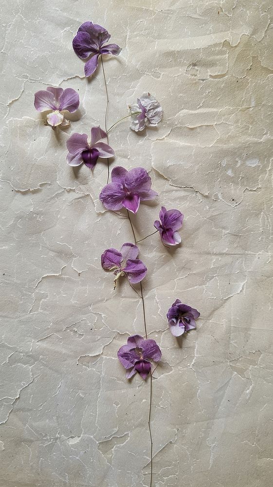 Real pressed orchid flower purple petal.