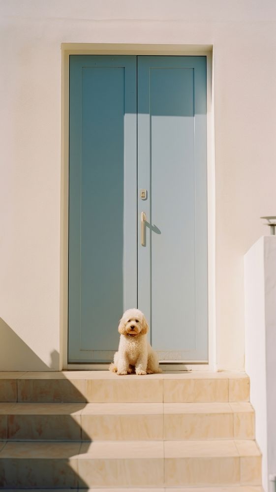 Dog sitting waiting at a door architecture staircase building.