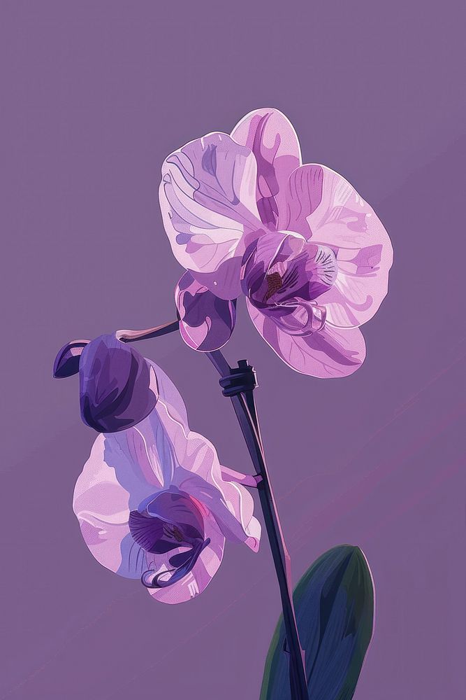Orchid blossom flower purple.