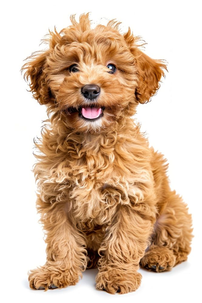 Gold coloured puppy poodle dog mammal animal.