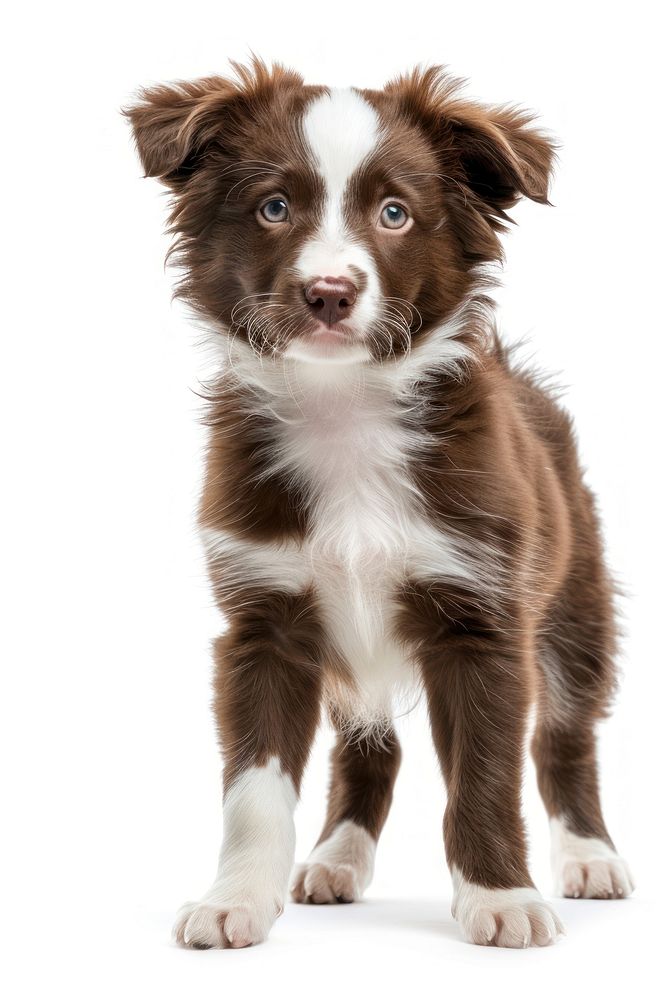 Collie puppy mammal animal dog.