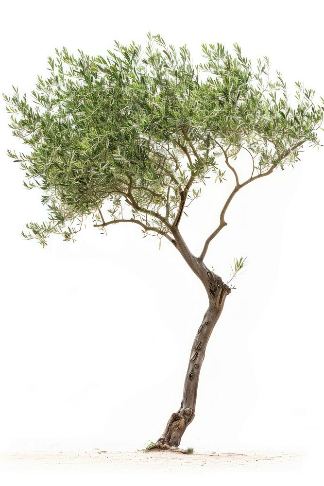 Olive tree willow plant wood.