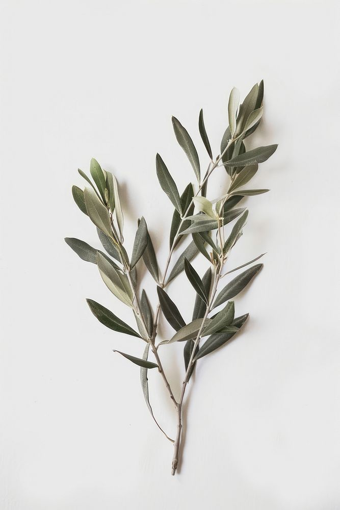 Olive branches blossom herbal flower.