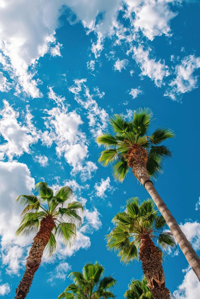 Palm trees cloud sky outdoors.