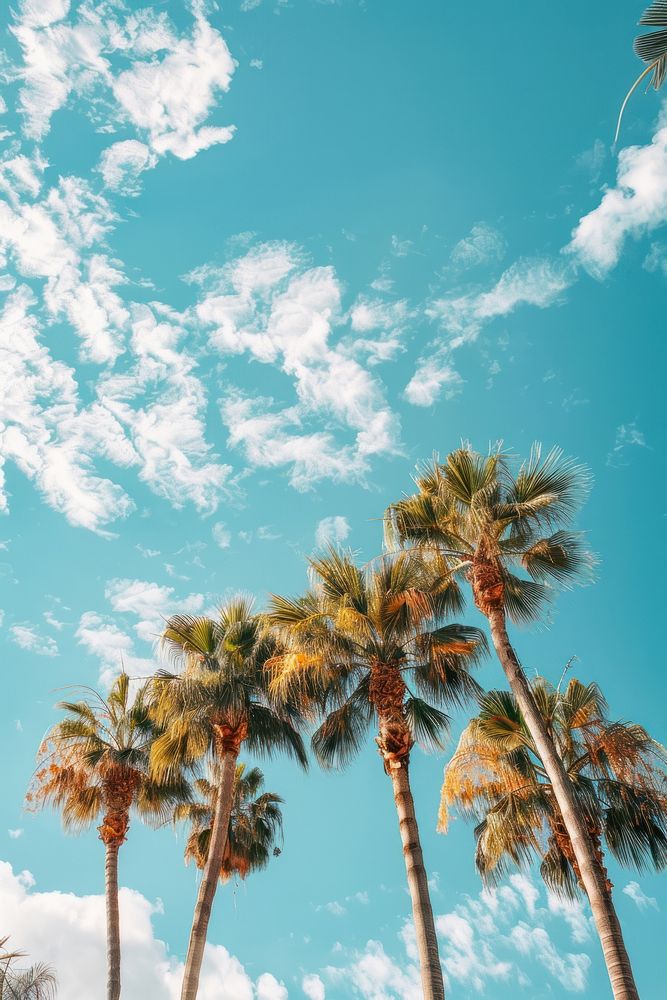 Palm trees cloud sky outdoors.