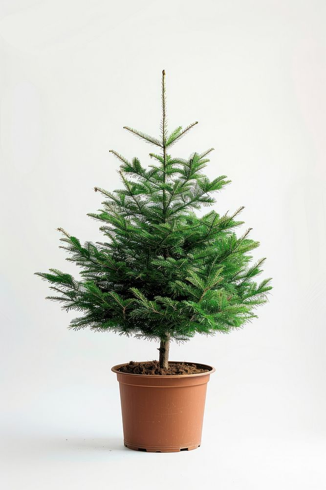 Big christmas tree plant pine fir.