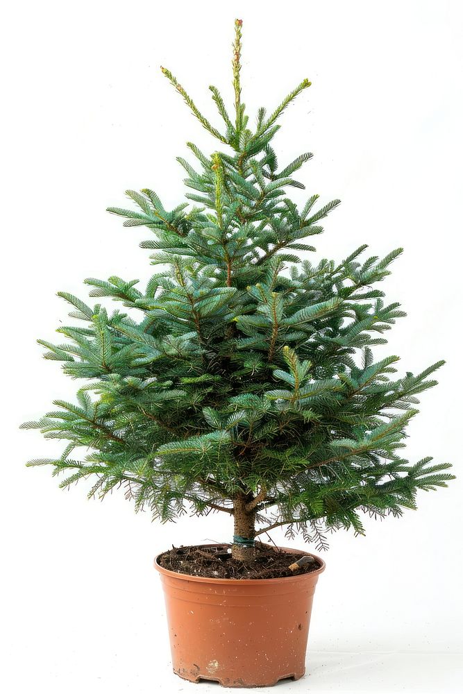 Bigger christmas tree in a pot spruce plant pine.