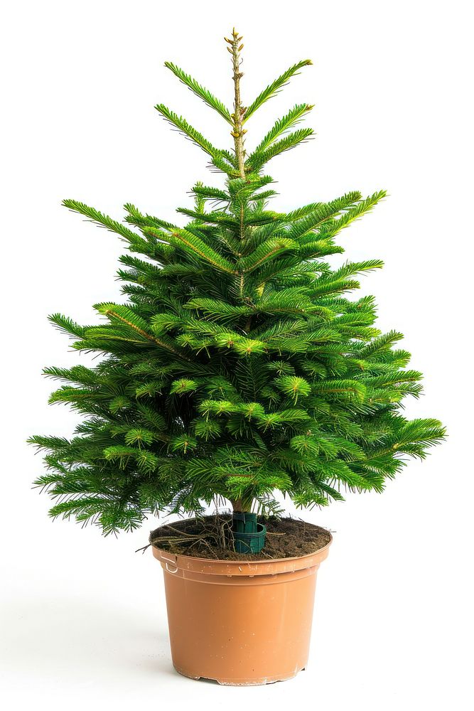 Bigger christmas tree in a pot plant pine fir.