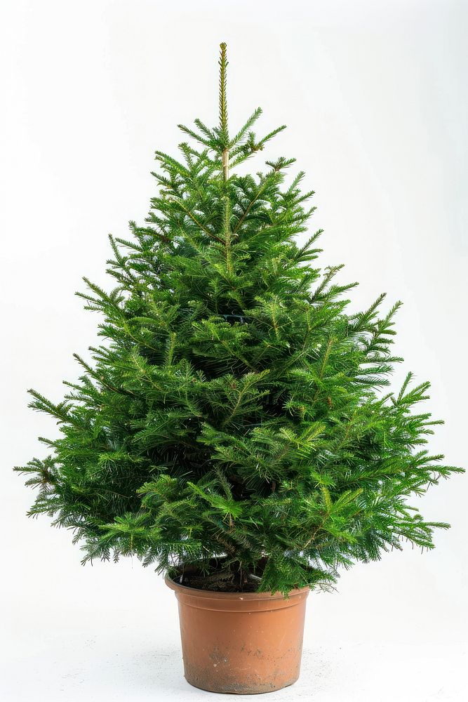 Bigger christmas tree in a pot plant fir white background.