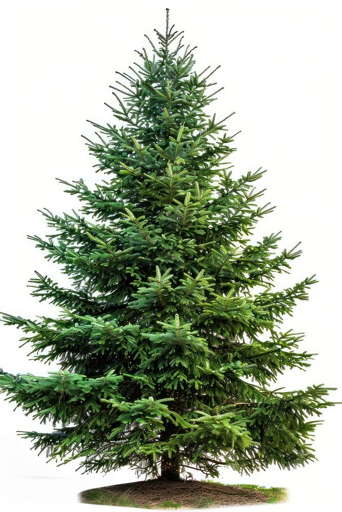 Bigger christmas tree spruce plant pine.