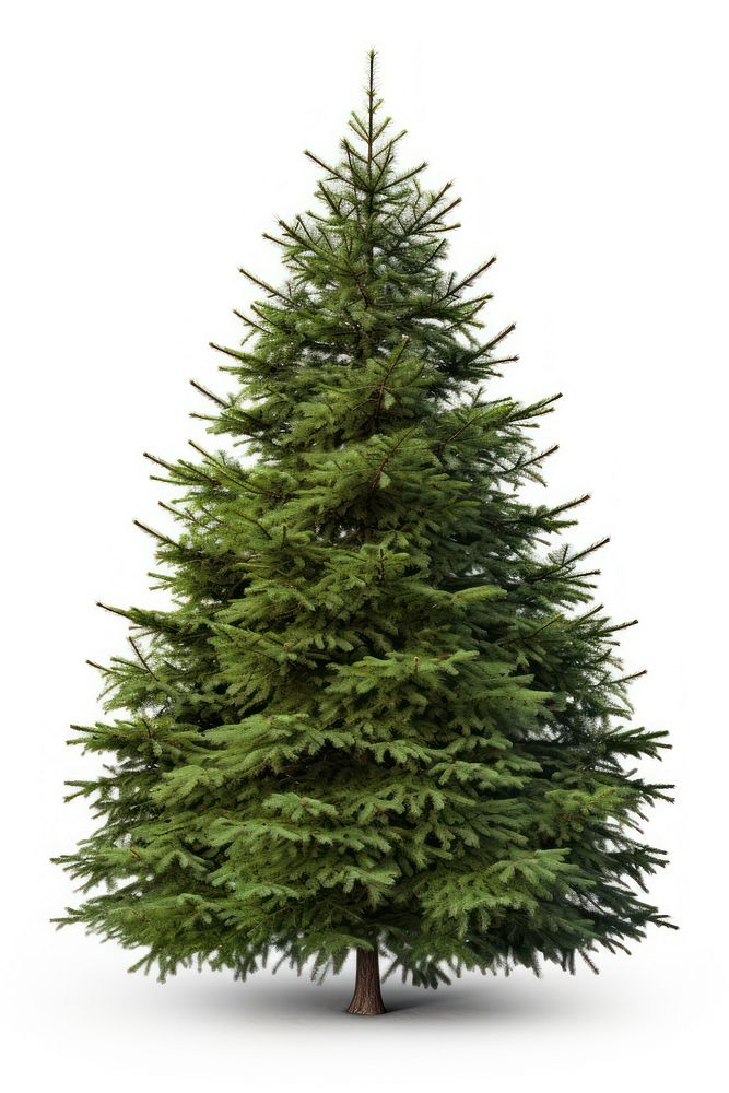 Bigger christmas tree spruce plant pine.